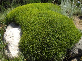 Euphorbia spinosa